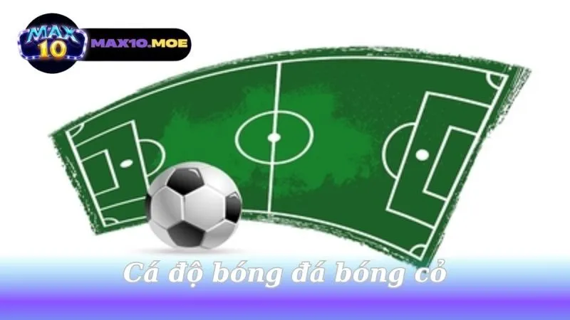 ca-do-bong-da-bong-co