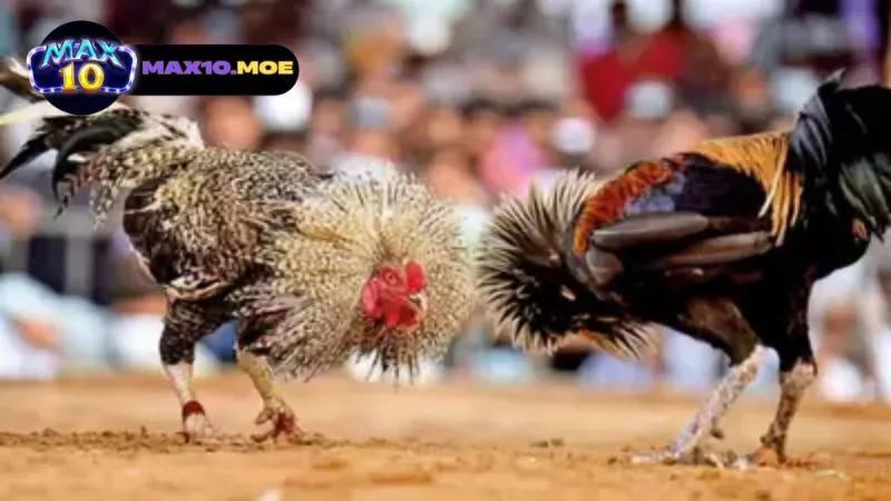 gioi-thieu-ve-da-ga-asil-cua-sat