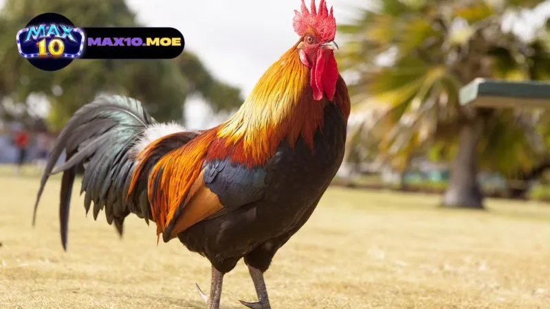 ky-thuat-nuoi-duong-da-ga-asil-cua-sat