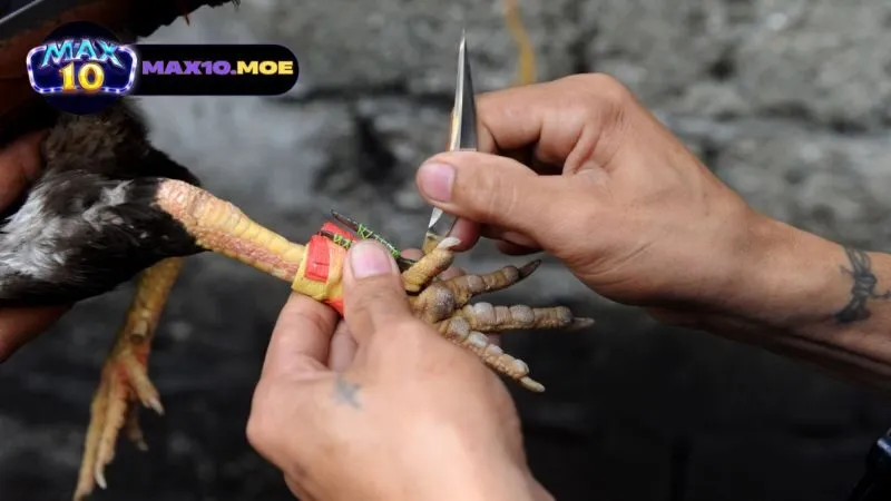 chien-thuat-thi-dau-cho-da-ga-asil-cua-sat