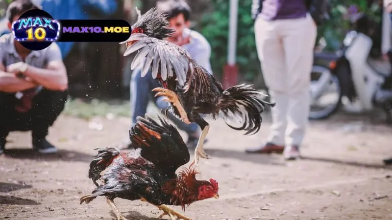 quy-dinh-va-luat-choi-da-ga-c1-thai-lan