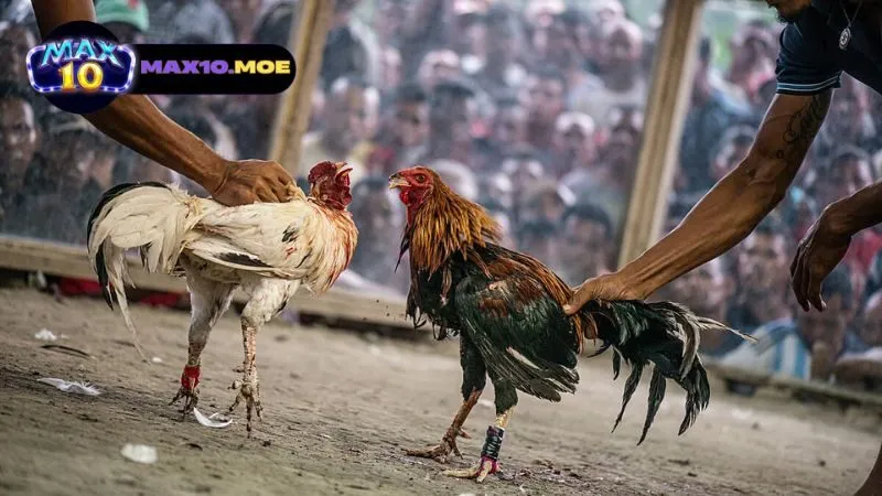 gioi-thieu-ve-da-ga-c1-thai-lan