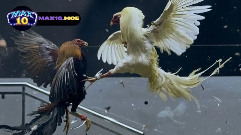 gioi-thieu-ve-da-ga-my-cua-dao