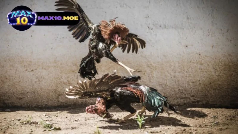 dac-diem-noi-bat-cua-truong-ga-le-thanh